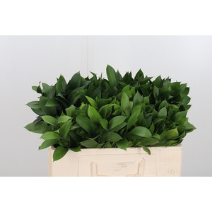 Ruscus