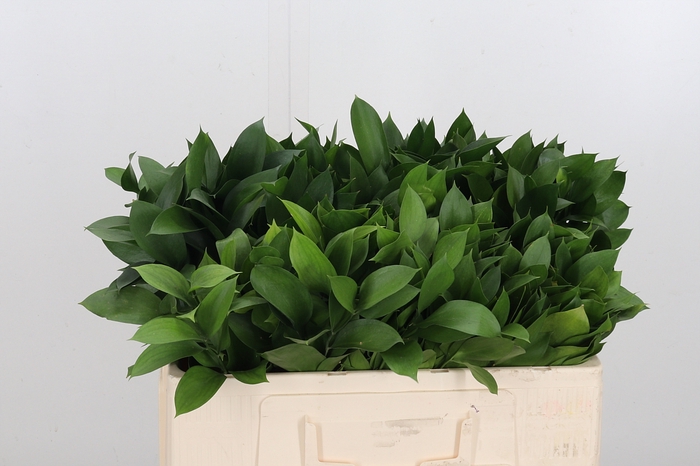 <h4>Ruscus</h4>