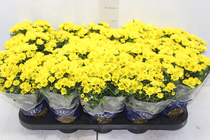 <h4>CRISANTEMO MINI P11 AMARELO</h4>