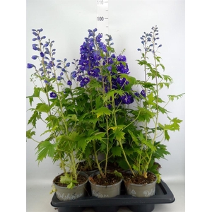 Delphinium el. 'PacG MagicFountian'