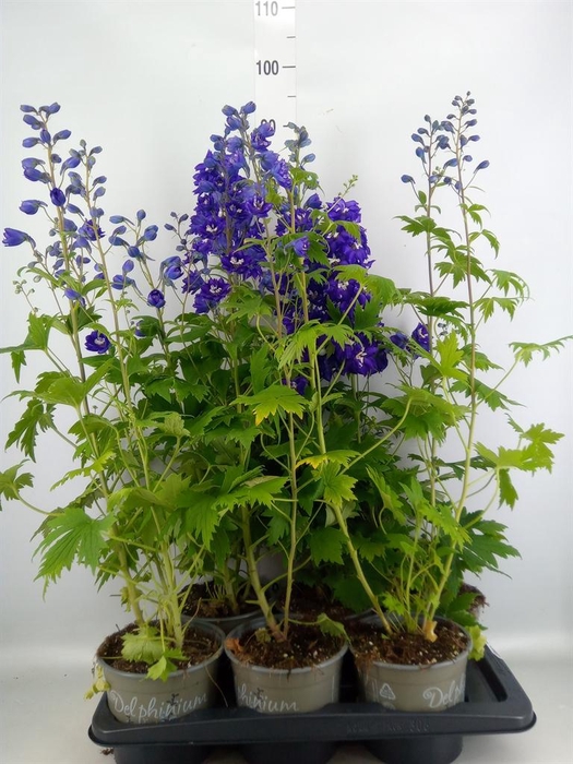 <h4>Delphinium el. 'PacG MagicFountian'</h4>