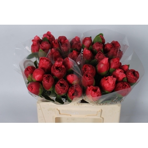 Paeonia Belgravia 40 cm