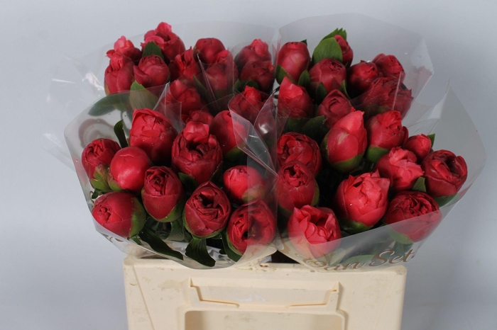 <h4>Paeonia Belgravia 40 cm</h4>