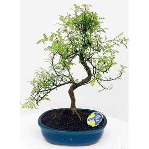 Zanthoxylum piperitum, 32cm., shape, without dip tray