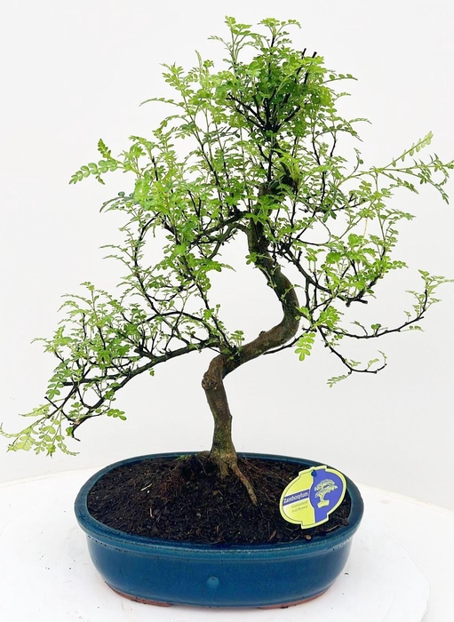 <h4>Zanthoxylum piperitum, 32cm., shape, without dip tray</h4>