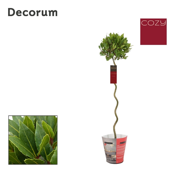 <h4>Laurus nobilis Spiraal stam Cozy</h4>