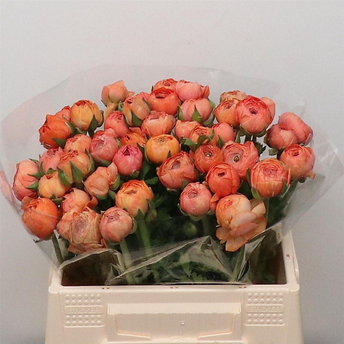 <h4>Ran El Salmon Extra</h4>