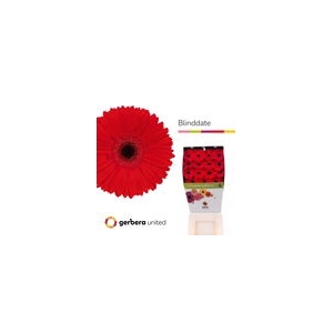 Ge Gr Blinddate Diamond Gerbera United