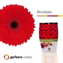 <h4>Ge Gr Blinddate Diamond Gerbera United</h4>