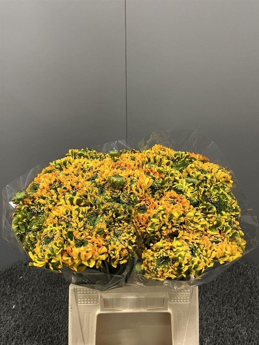 <h4>Ran Pon Pon Merlino</h4>