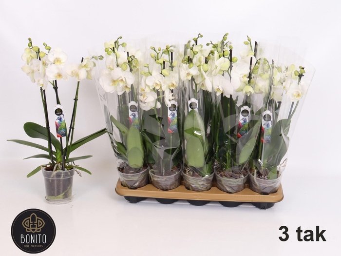 <h4>PHAL AN NOTTINGHAM</h4>