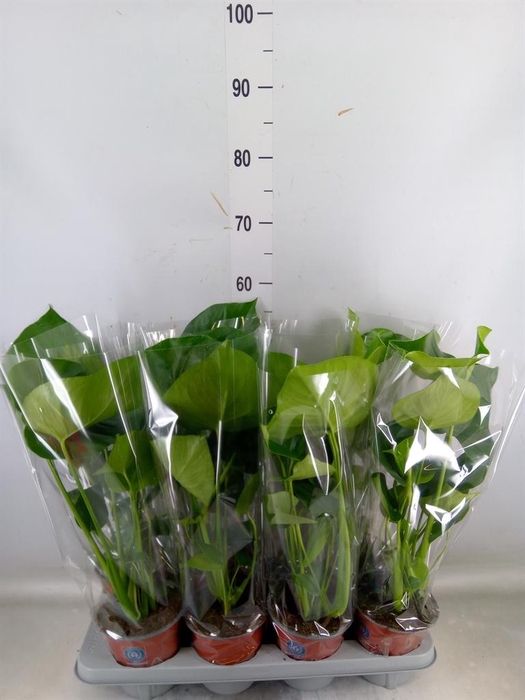 <h4>Monstera delic.</h4>