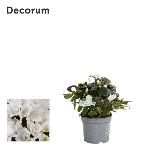 Azalea 9 cm Wit - Decorum