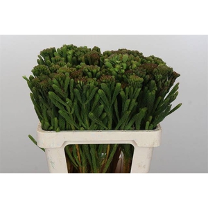 Cape green albigreen