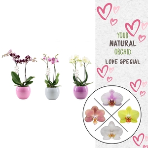 Phal. 2 spike Flower Symphony Mix in Lisa keramiek