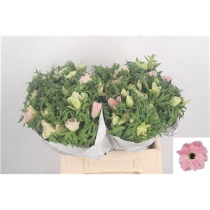 Anemone Mistral Pink