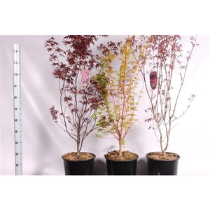Acer Palmatum mix 3 variétées
