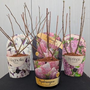 Magnolia-Sering-Paniculata Mix 17 cm in potcover
