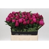 Paeonia Red Sarah Bernhardt