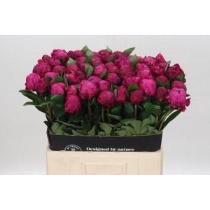 Paeonia Red Sarah Bernhardt