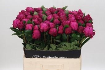 <h4>Paeonia Red Sarah Bernhardt</h4>