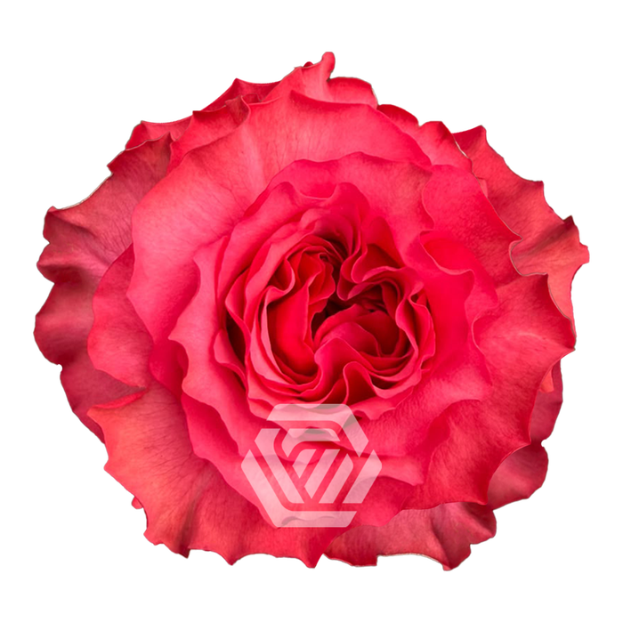 <h4>R GR COUNTRY BERRY Tessa NAUJA</h4>