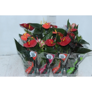 ANTHURIUM VARIADO P09