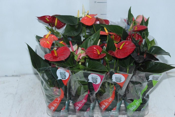 <h4>ANTHURIUM VARIADO P09</h4>