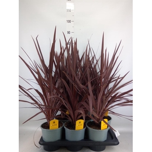 Cordyline austr. 'Red Star'