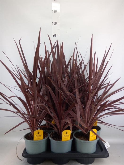<h4>Cordyline austr. 'Red Star'</h4>