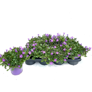 Campanula portenschlagiana 14cm