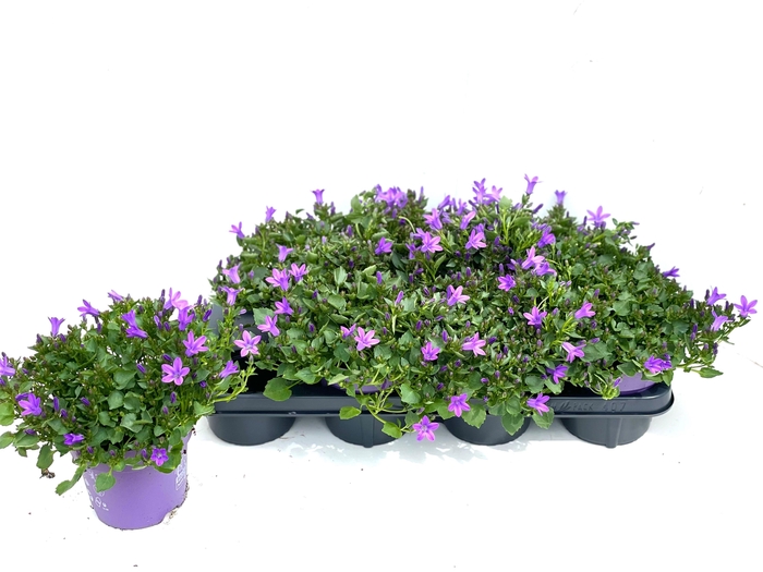<h4>Campanula portenschlagiana 14cm</h4>