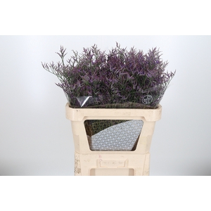 Limon Safora Lilac