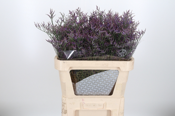<h4>Limon Safora Lilac</h4>