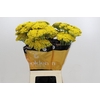 Achillea Golden Prairi