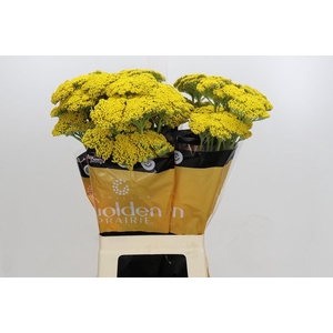Achillea Golden Painted Prairi