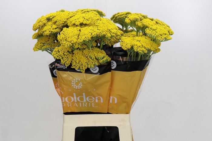 <h4>Achillea Golden Painted Prairi</h4>