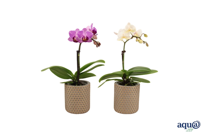 <h4>Joyce Tiny Dolls Mix 1T7+ Aqu@</h4>