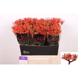 JATROPHA P FIRECRACK