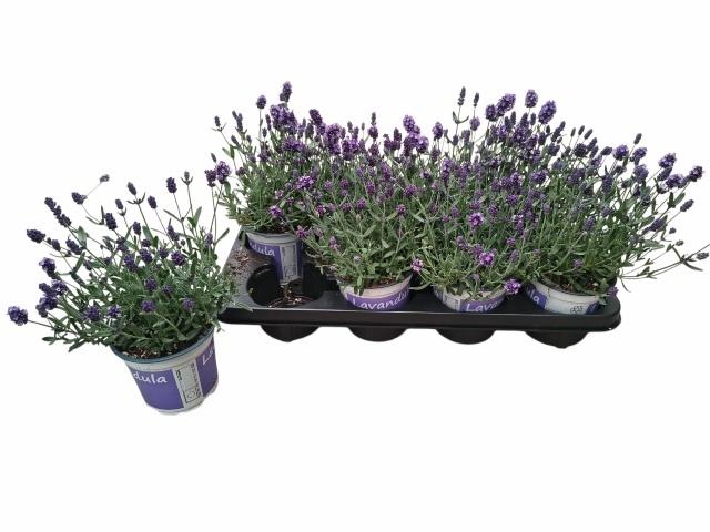 <h4>LAVAN ANGUSTIFOLIA</h4>
