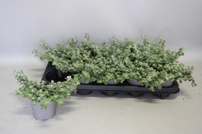 <h4>Helichrysum fijn</h4>