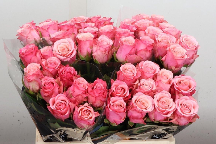 <h4>R Gr Ramonda</h4>