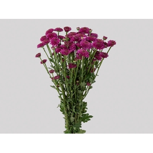 FLOR DO CAMPO SANTINI ORIZABA 080 CM LILAS