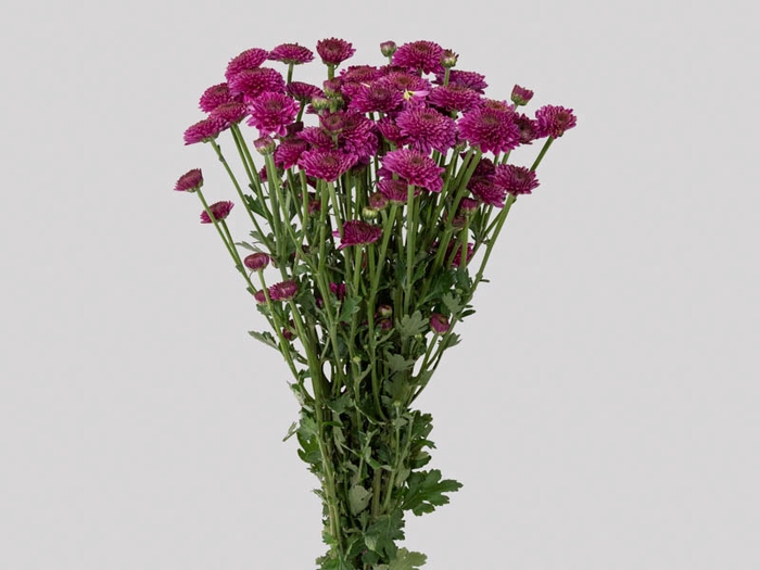 <h4>FLOR DO CAMPO SANTINI ORIZABA 080 CM LILAS</h4>