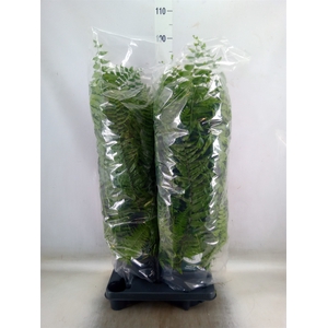 Nephrolepis   ...
