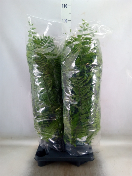 <h4>Nephrolepis   ...</h4>