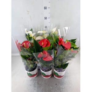 Anthurium   ...mix