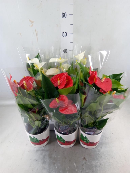 <h4>Anthurium ...mix</h4>