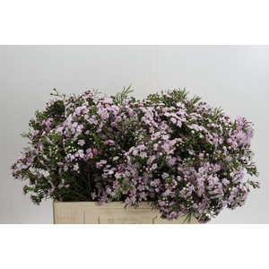 Chamelaucium Dancing Queen