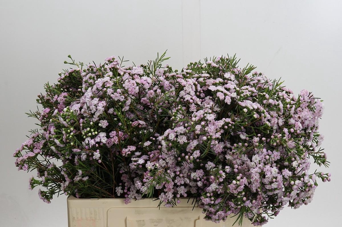 Chamelaucium Dancing Queen